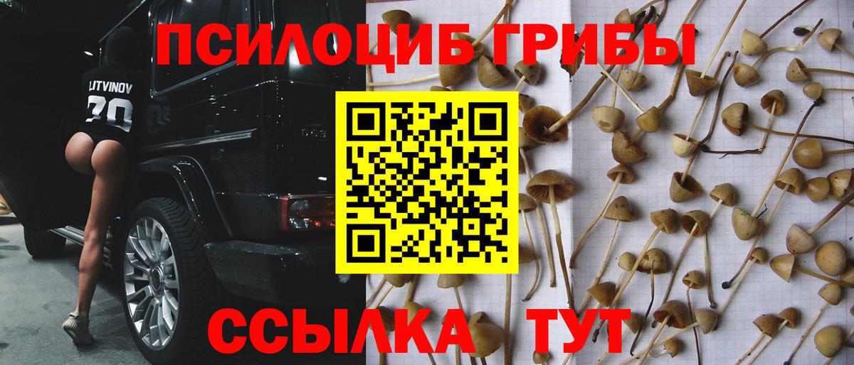 Галлюциногенные грибы Psilocybe Звенигород